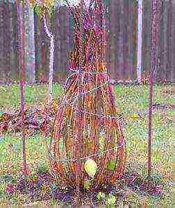 planting panicle hydrangea in open ground from a pot in