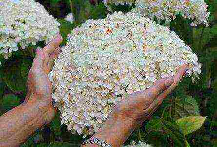 planting panicle hydrangea in open ground from a pot in