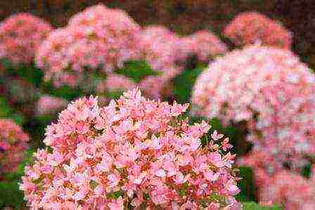 planting panicle hydrangea in open ground from a pot in