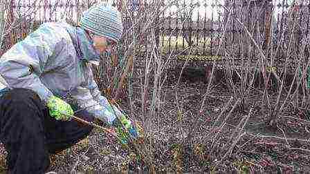 planting panicle hydrangea in open ground from a pot in