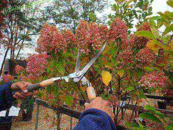 planting panicle hydrangea in open ground from a pot in