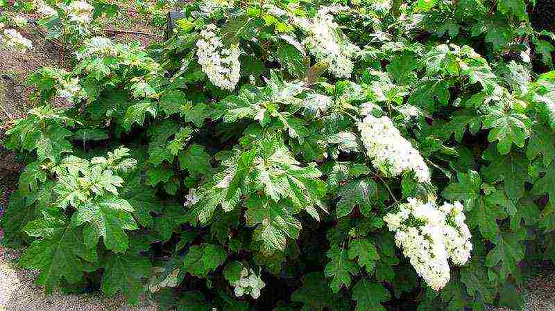 planting panicle hydrangea in open ground from a pot in