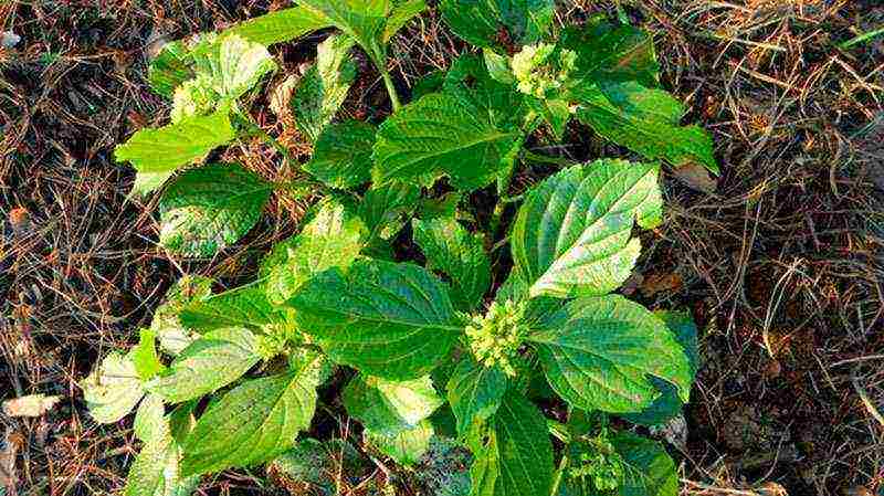 planting panicle hydrangea in open ground from a pot in