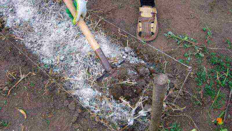 planting panicle hydrangea in open ground from a pot in