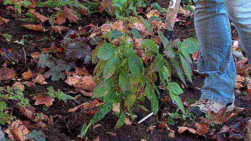 planting panicle hydrangea in open ground from a pot in