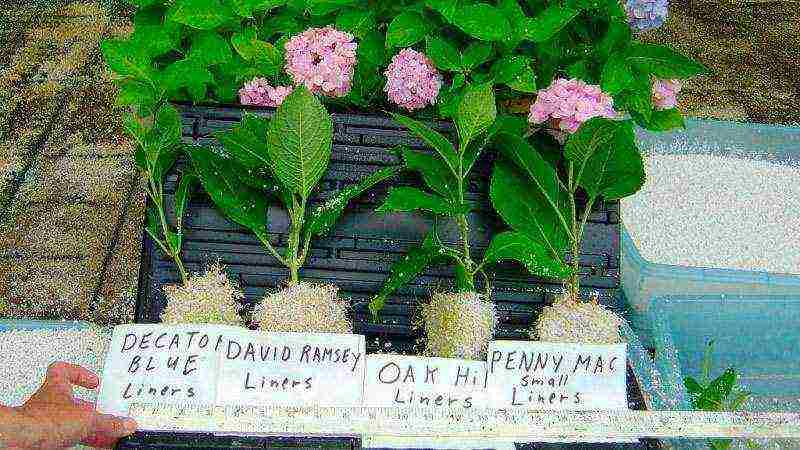 planting panicle hydrangea in open ground from a pot in