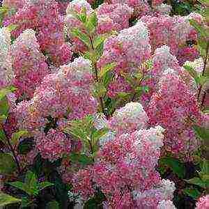 planting panicle hydrangea in open ground from a pot in