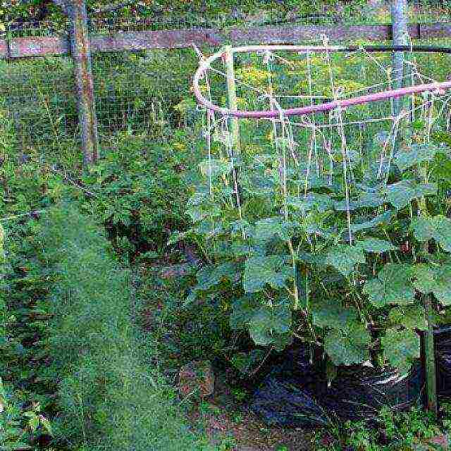 planting cucumbers in 5 liter bottles in open ground