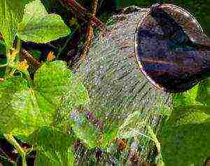 planting cucumbers in 5 liter bottles in open ground