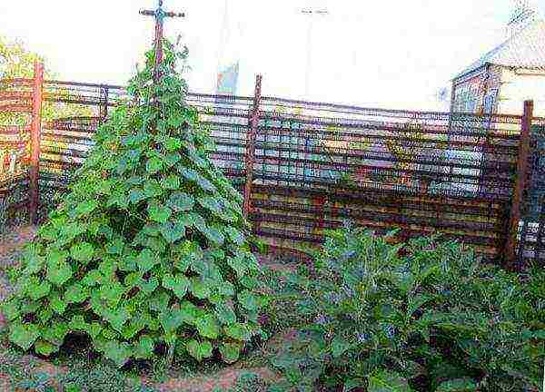 planting cucumbers in 5 liter bottles in open ground