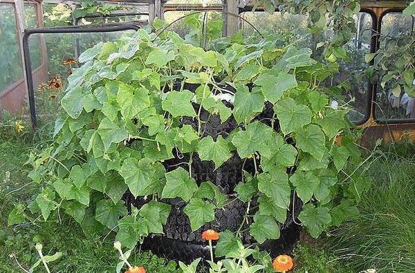 planting cucumbers in 5 liter bottles in open ground