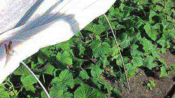 planting cucumbers in 5 liter bottles in open ground