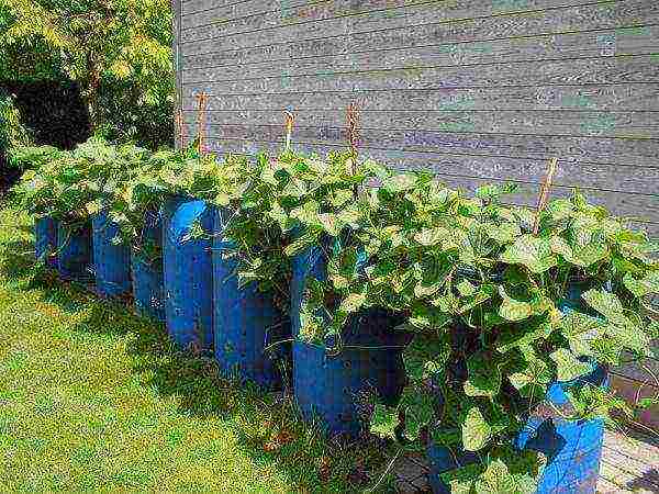 planting cucumbers in 5 liter bottles in open ground