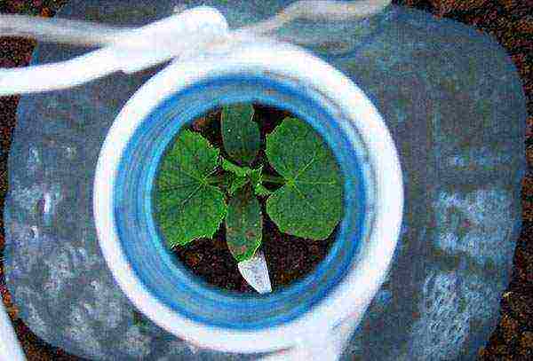 planting cucumbers in 5 liter bottles in open ground