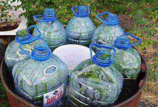 planting cucumbers in 5 liter bottles in open ground