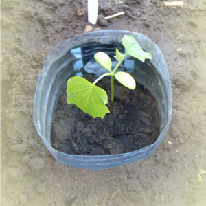 planting cucumbers in 5 liter bottles in open ground