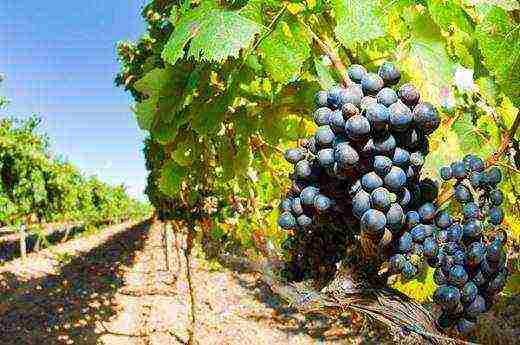 planting grapes in the suburbs in the fall with an open root system