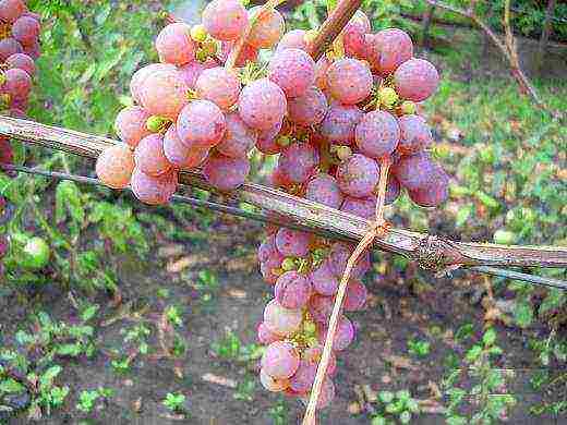 planting grapes in the suburbs in the fall with an open root system