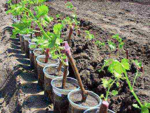 pagtatanim ng mga ubas sa mga suburb sa taglagas na may bukas na root system