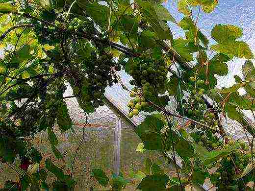 planting grapes in the suburbs in the fall with an open root system