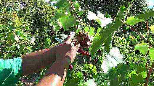 planting grapes in the suburbs in the fall with an open root system