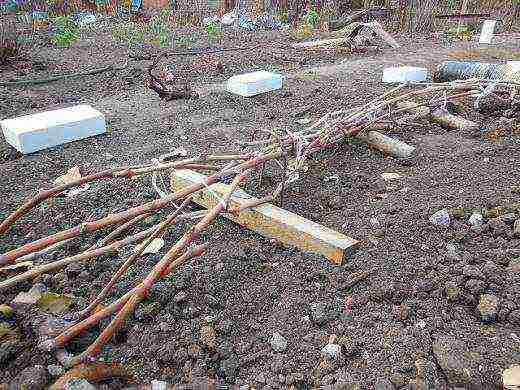 planting grapes in the suburbs in the fall with an open root system