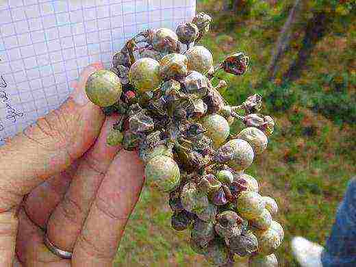 planting grapes in the suburbs in the fall with an open root system