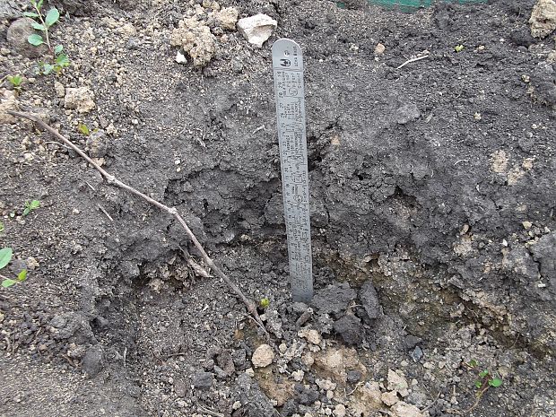 planting grapes in the suburbs in the fall with an open root system