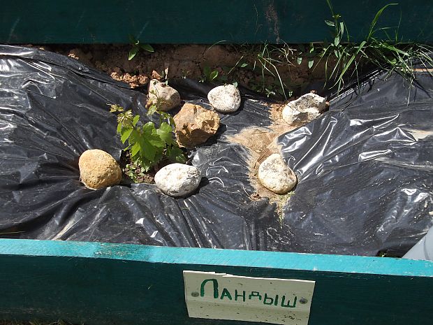 planting grapes in the suburbs in the fall with an open root system