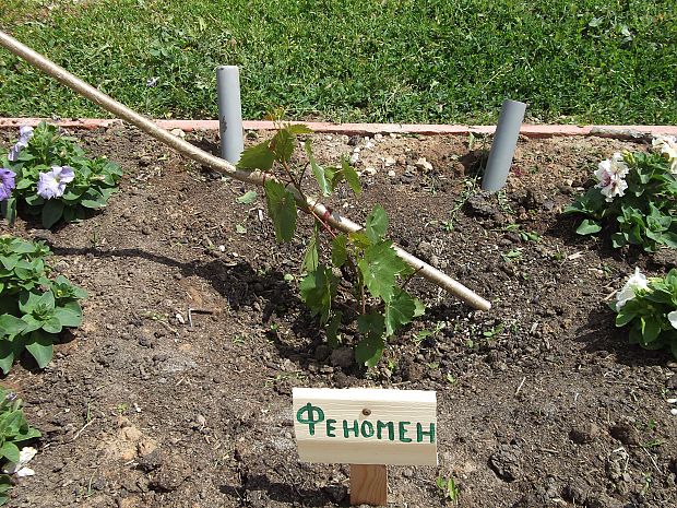 planting grapes in the suburbs in the fall with an open root system