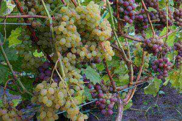 planting grapes in the suburbs in the fall with an open root system