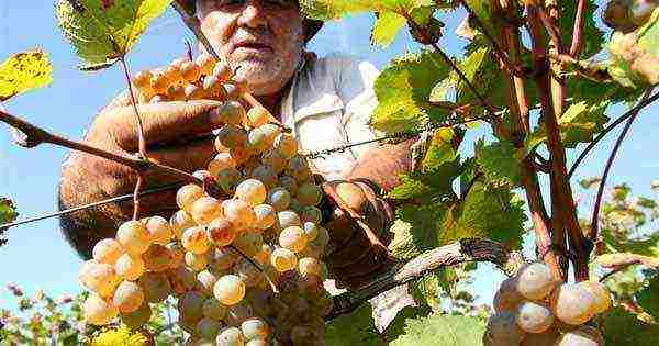 planting grapes in the suburbs in the fall with an open root system