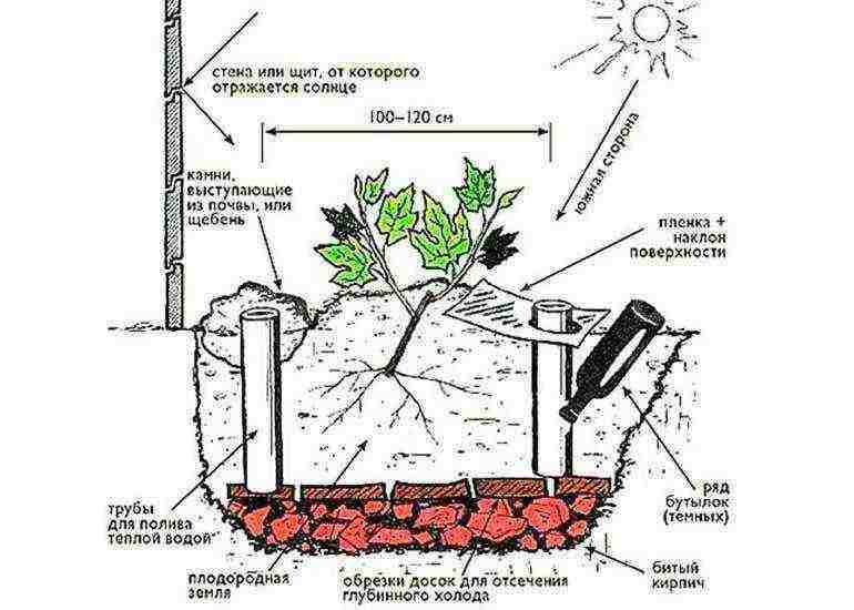 pagtatanim ng mga ubas sa mga suburb sa taglagas na may bukas na root system