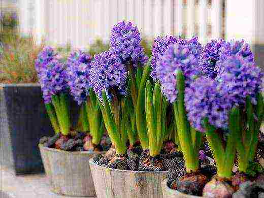 pagkatapos pilitin ang hyacinths, pagtatanim at pangangalaga sa bukas na bukid