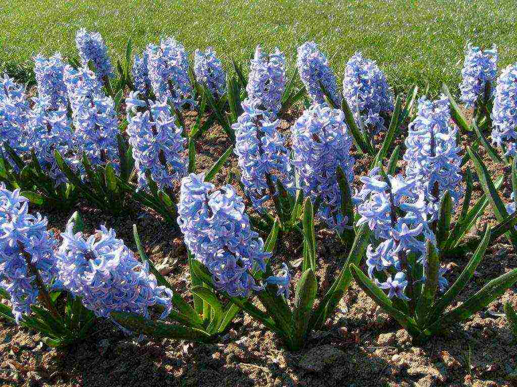 after forcing hyacinths, planting and care in the open field