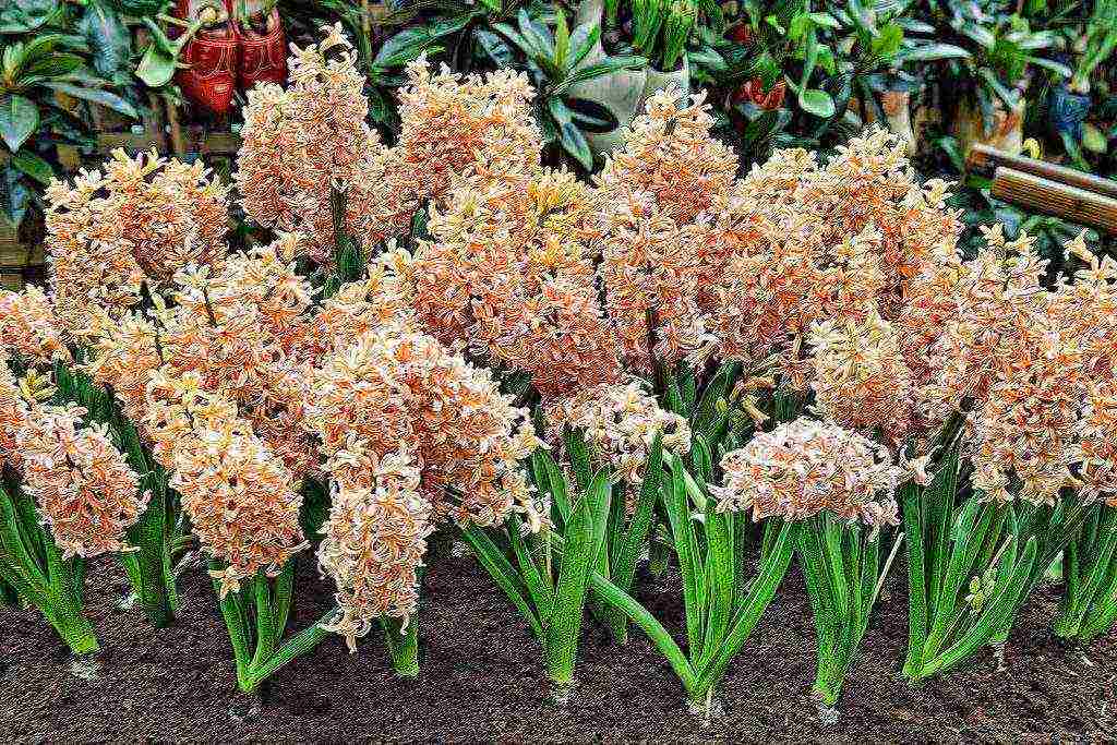 pagkatapos pilitin ang hyacinths, pagtatanim at pangangalaga sa bukas na bukid