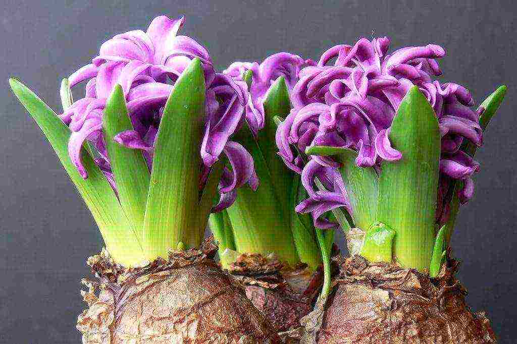 pagkatapos pilitin ang hyacinths, pagtatanim at pangangalaga sa bukas na bukid