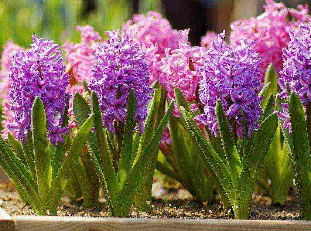 pagkatapos pilitin ang hyacinths, pagtatanim at pangangalaga sa bukas na bukid