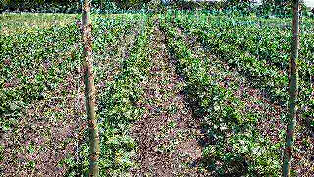 the last date for planting cucumbers in open ground in the middle lane