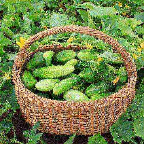 the last date for planting cucumbers in open ground in the middle lane