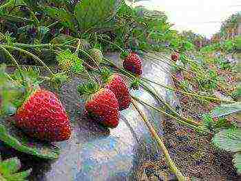 recommend good varieties of strawberries