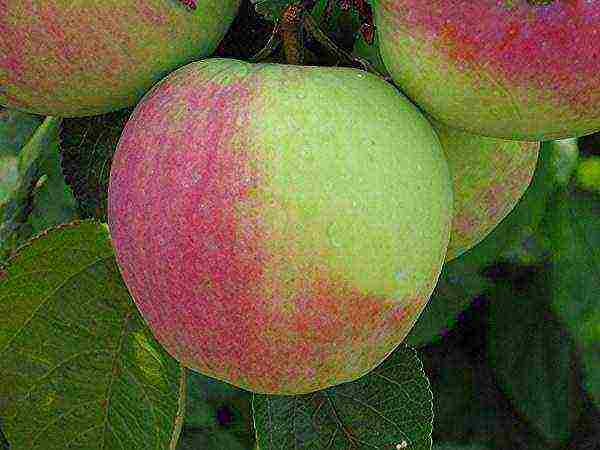late varieties of apple trees are the best