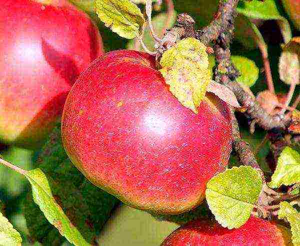 late varieties of apple trees are the best