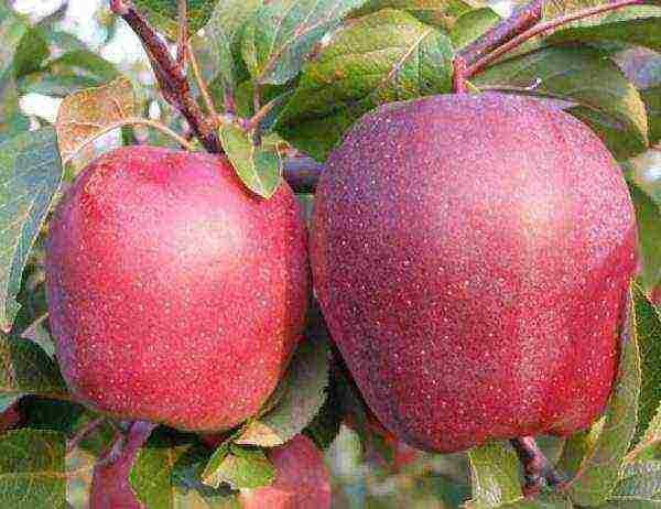 late varieties of apple trees are the best