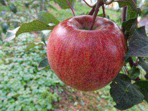 late varieties of apple trees are the best