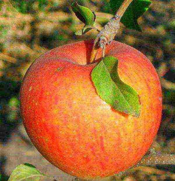 late varieties of apple trees are the best