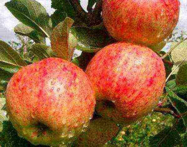 late varieties of apple trees are the best