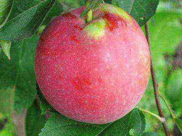 late varieties of apple trees are the best