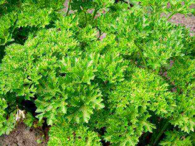 rules for planting dill and parsley in the spring in open ground