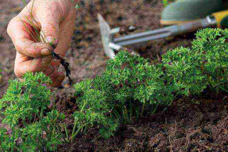 rules for planting dill and parsley in the spring in open ground
